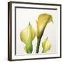 Lily Trio-Bill Philip-Framed Giclee Print