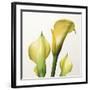 Lily Trio-Bill Philip-Framed Giclee Print