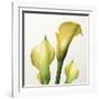 Lily Trio-Bill Philip-Framed Giclee Print