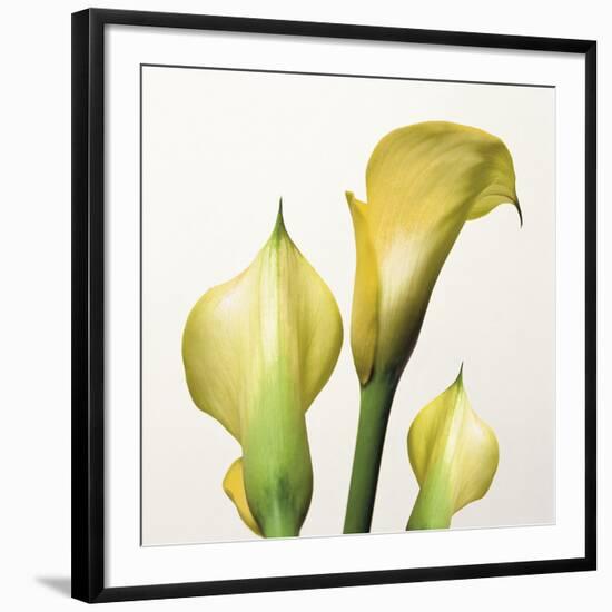 Lily Trio-Bill Philip-Framed Giclee Print