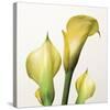 Lily Trio-Bill Philip-Stretched Canvas