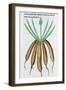 Lily Tuber from De Diversis Herbis by Pedanius Dioscorides, Manuscript, Italy, 15th Century-null-Framed Giclee Print