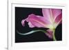 Lily Twilight-Irene Suchocki-Framed Giclee Print