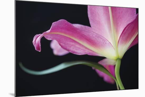 Lily Twilight-Irene Suchocki-Mounted Giclee Print