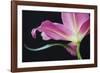 Lily Twilight-Irene Suchocki-Framed Giclee Print