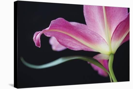 Lily Twilight-Irene Suchocki-Stretched Canvas