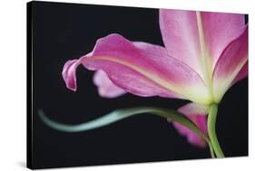 Lily Twilight-Irene Suchocki-Stretched Canvas