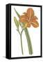 Lily Varieties I-null-Framed Stretched Canvas