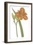 Lily Varieties I-null-Framed Art Print