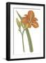 Lily Varieties I-null-Framed Art Print