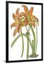 Lily Varieties IV-null-Framed Art Print