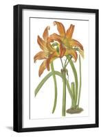 Lily Varieties IV-null-Framed Art Print