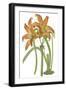 Lily Varieties IV-null-Framed Art Print