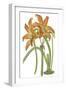 Lily Varieties IV-null-Framed Art Print