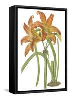 Lily Varieties IV-null-Framed Stretched Canvas