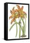 Lily Varieties IV-null-Framed Stretched Canvas