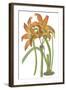 Lily Varieties IV-null-Framed Art Print