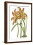 Brown Frame