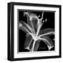 Lily White on Black-Albert Koetsier-Framed Art Print