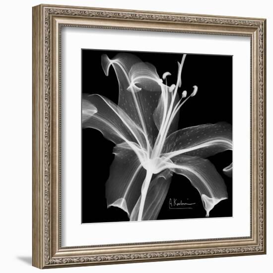 Lily White on Black-Albert Koetsier-Framed Art Print