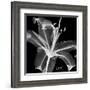 Lily White on Black-Albert Koetsier-Framed Art Print