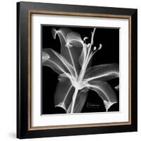 Lily White on Black-Albert Koetsier-Framed Art Print