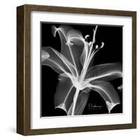 Lily White on Black-Albert Koetsier-Framed Art Print