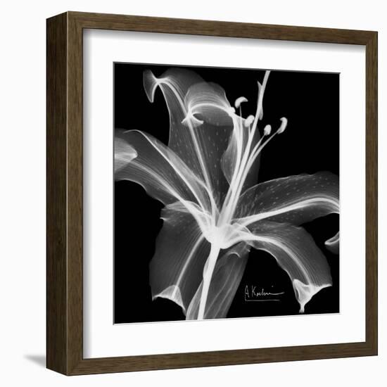 Lily White on Black-Albert Koetsier-Framed Art Print