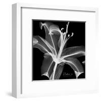 Lily White on Black-Albert Koetsier-Framed Art Print