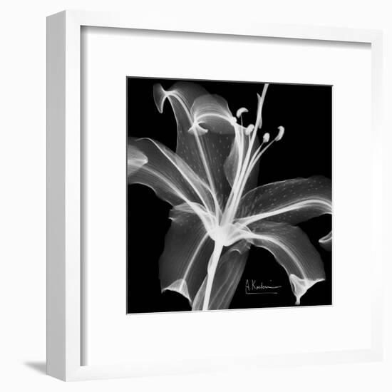 Lily White on Black-Albert Koetsier-Framed Art Print