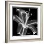 Lily White on Black-Albert Koetsier-Framed Art Print