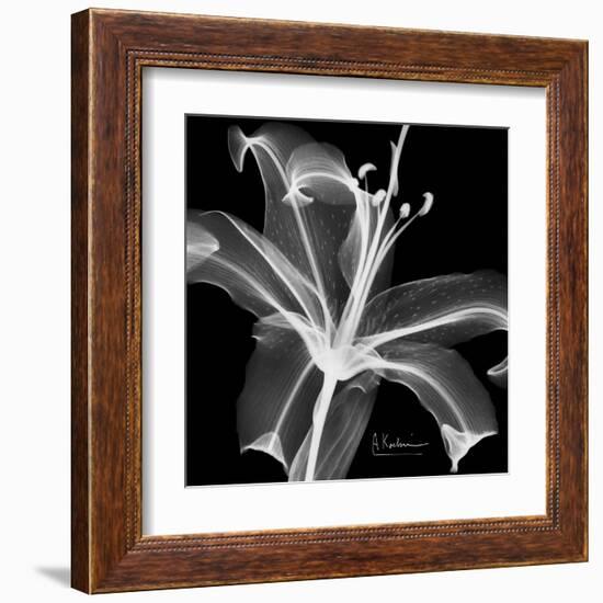 Lily White on Black-Albert Koetsier-Framed Art Print