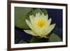 Lily Yellow-Charles Bowman-Framed Photographic Print