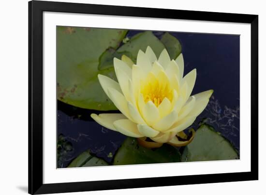 Lily Yellow-Charles Bowman-Framed Photographic Print