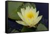 Lily Yellow-Charles Bowman-Framed Stretched Canvas