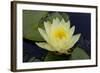 Lily Yellow-Charles Bowman-Framed Photographic Print