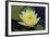 Lily Yellow-Charles Bowman-Framed Photographic Print