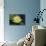 Lily Yellow-Charles Bowman-Mounted Photographic Print displayed on a wall