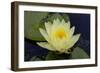 Lily Yellow-Charles Bowman-Framed Photographic Print