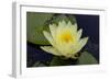 Lily Yellow-Charles Bowman-Framed Photographic Print