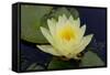 Lily Yellow-Charles Bowman-Framed Stretched Canvas