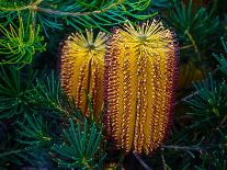 Native Banksia Flower-Lily Zdilar-Photographic Print