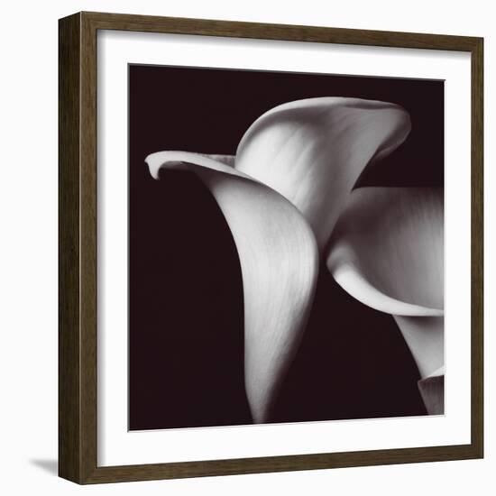 Lily-Bill Philip-Framed Giclee Print