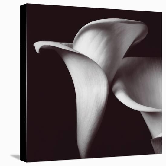 Lily-Bill Philip-Stretched Canvas