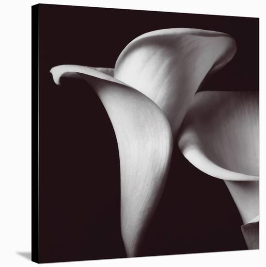 Lily-Bill Philip-Stretched Canvas
