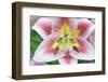 Lily-Rob Tilley-Framed Photographic Print