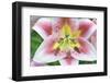 Lily-Rob Tilley-Framed Photographic Print