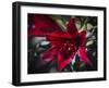 Lily-J.D. Mcfarlan-Framed Photographic Print