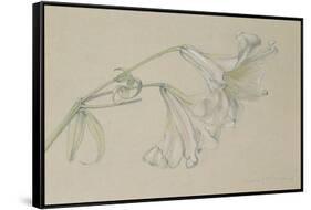 Lily-Albert Williams-Framed Stretched Canvas