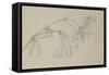 Lily-Albert Williams-Framed Stretched Canvas